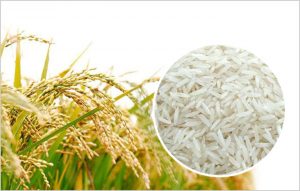 balgopal rice