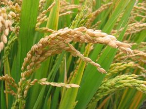 rice